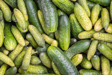 fresh cucumbers after harvest