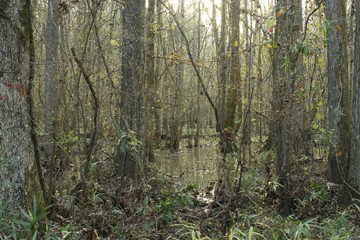 Flooded Southern swamp in fall 1