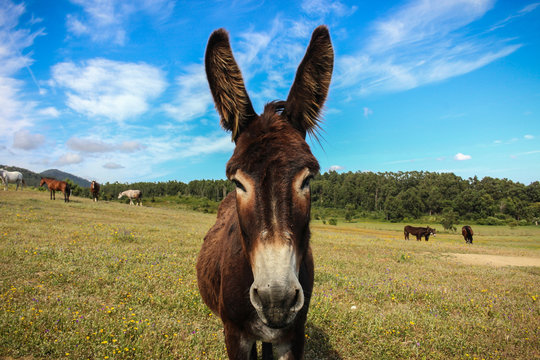 Donkey