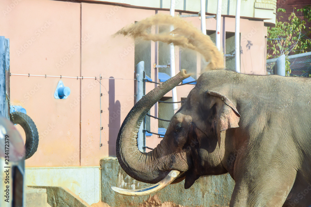 Wall mural big gray strong elephant washes washes washes with sand in an aviary