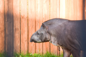 portrait in profile of a walking tapir in the zoo through the bars