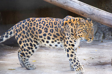 jaguar leopard stands in an aviary at the zoo aggressive animal