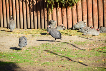 Fototapeta premium many birds of gray guinea fowls in an aviary sit logs