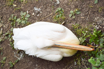 one white pelican red beak clew top view sits on the ground