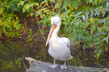 one white pelican red beak leader scratching feathers on a log by the lake in the bushes