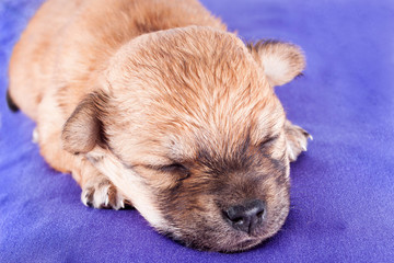 Obraz premium A cute purebred newborn puppy sleeps on a bed cushion for dogs.