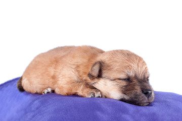 A cute purebred newborn puppy sleeps on a bed cushion for dogs? close up.