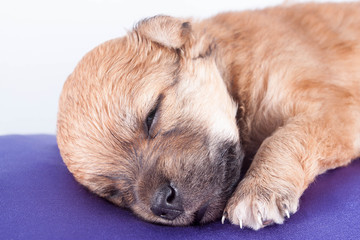 Obraz premium A cute purebred newborn puppy sleeps on a bed cushion for dogs.