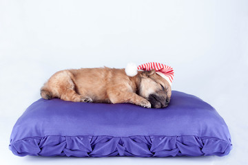 cute newborn purebred puppy in a Santa hat is lying on a pillow of a dog bed. Christmas.