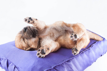 A cute purebred newborn puppy sleeps on a bed cushion for dogs.