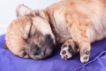 A cute purebred newborn puppy sleeps on a bed cushion for dogs.