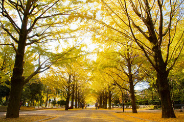 Naklejka premium Lines of gingko trees in Hibarigaoka park