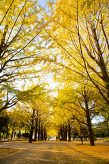 Lines of gingko trees in Hikarigaoka park