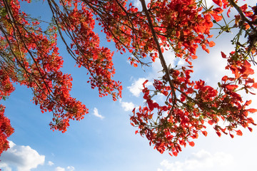 Árvore flamboyant com flores vermelhas