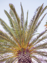 Green beautiful palm tree isolated on blue sky.