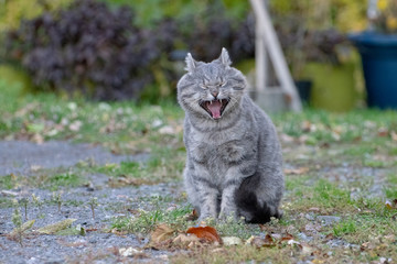 Cat sneezing and yawning 