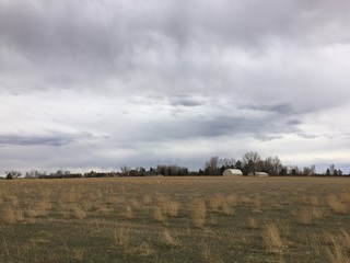 Fototapeta premium tree in the field