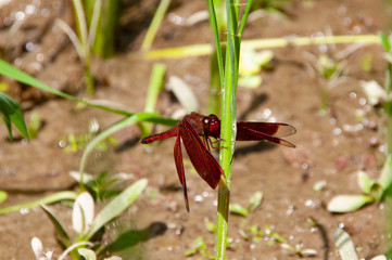 Vivid Red Dragonfly