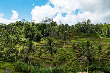 Fototapeta na wymiar Rice Terraces in Bali - Vertical Agriculture