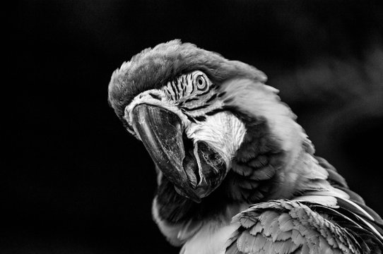Parrot's colourful face close up and black and white