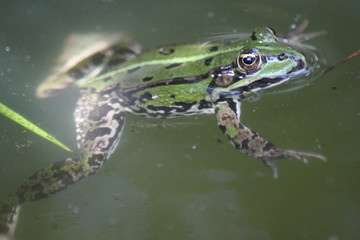 green frog