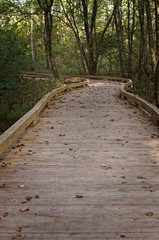 Empty Wooden Trail