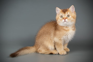 Obraz premium Scottish straight shorthair cat on colored backgrounds