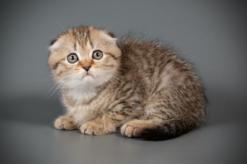 Scottish fold shorthair cat on colored backgrounds