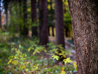 Naklejka premium tree in forest