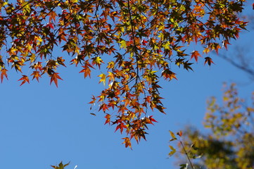 逆光気味の紅葉