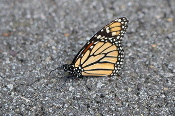 Fototapeta na wymiar Monarch 