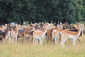 fallow