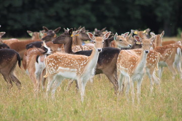 herd of fallow deer