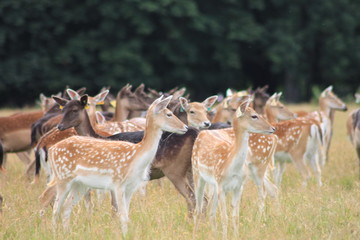herd of fallow deer