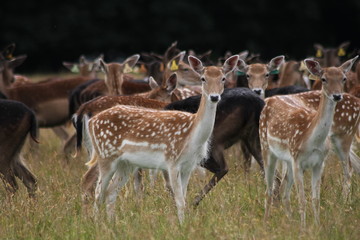 herd of fallow deer