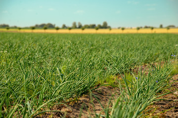 Field of green onions. Vegetable harvest concept.
