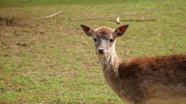 Daim qui tourne la t&ecirc;te au ralenti