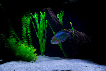 Green terror fish in aquarium (Andinoacara rivulatus)