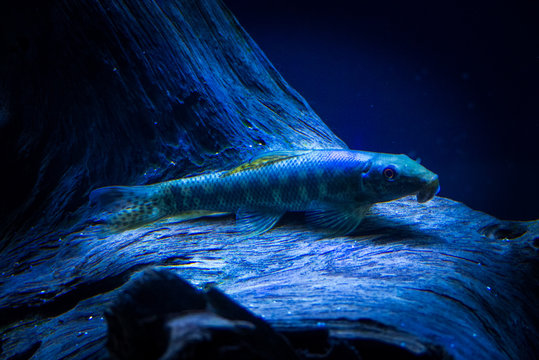 Gyrinocheilus aymonieri fish 