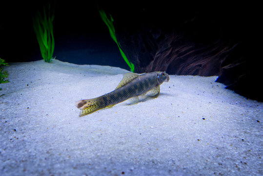 Gyrinocheilus aymonieri fish 