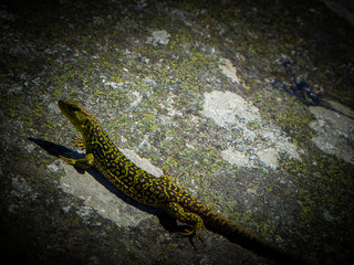 reptile, reptiles, macro, animal, animals, indonesia, beautiful, colorful green