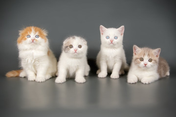 Fototapeta premium Scottish cat on colored backgrounds
