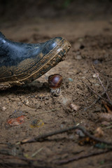 Snail crawling on mudy dirt underneath dirty blue rubber boot .