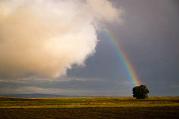 Fototapeta na wymiar Rainbow from a cloud to single tree