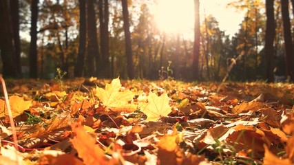 Yellow leaves on ground in fall park. Carpet of autumn leaves on the grass. Warm autumn sunny park. - Powered by Adobe