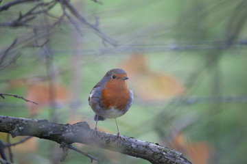 robin on branch