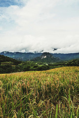 Obraz premium landscape Paddy rice field