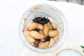red palm weevil 