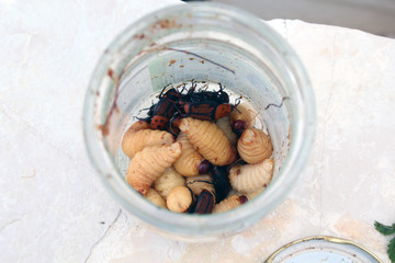 red palm weevil 