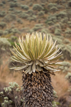 frailej&oacute;n